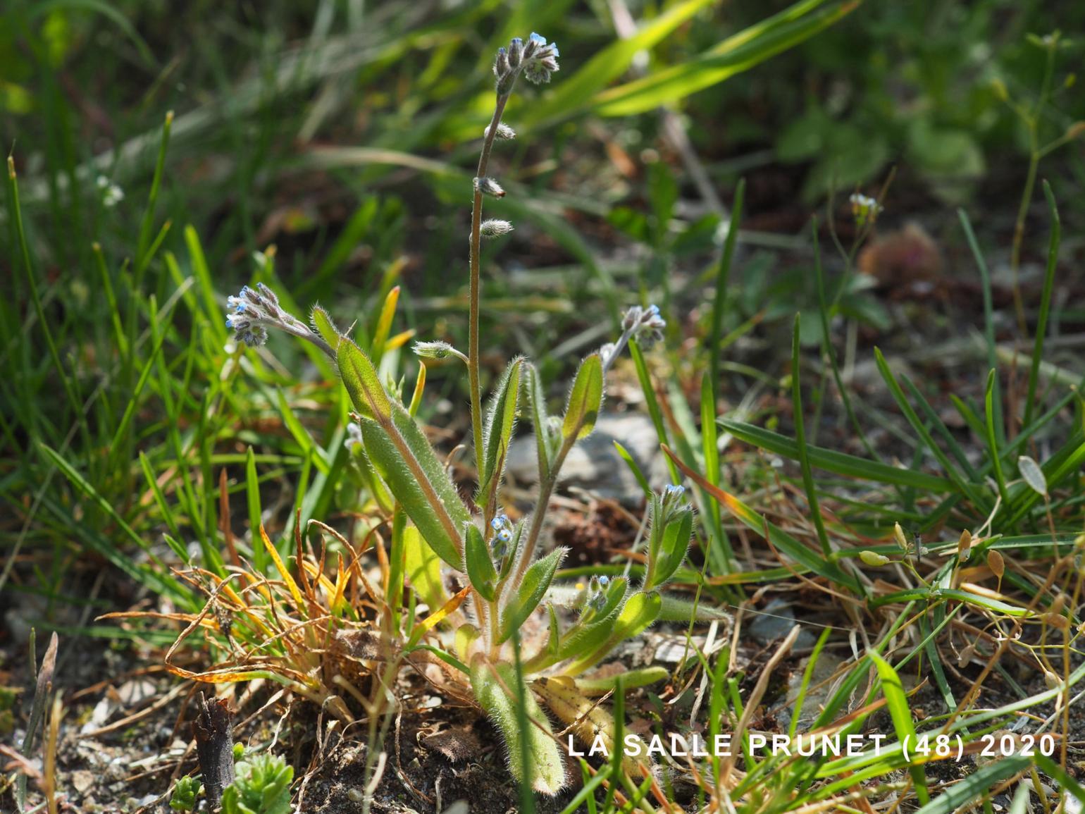 Forget-me-not, Early